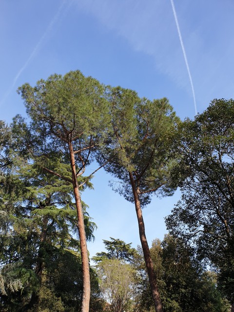 Alberi