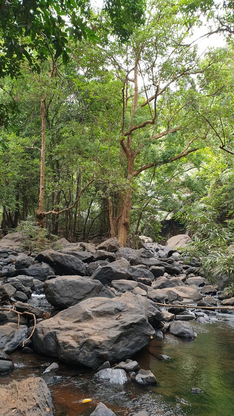 jungle pic @ goa
