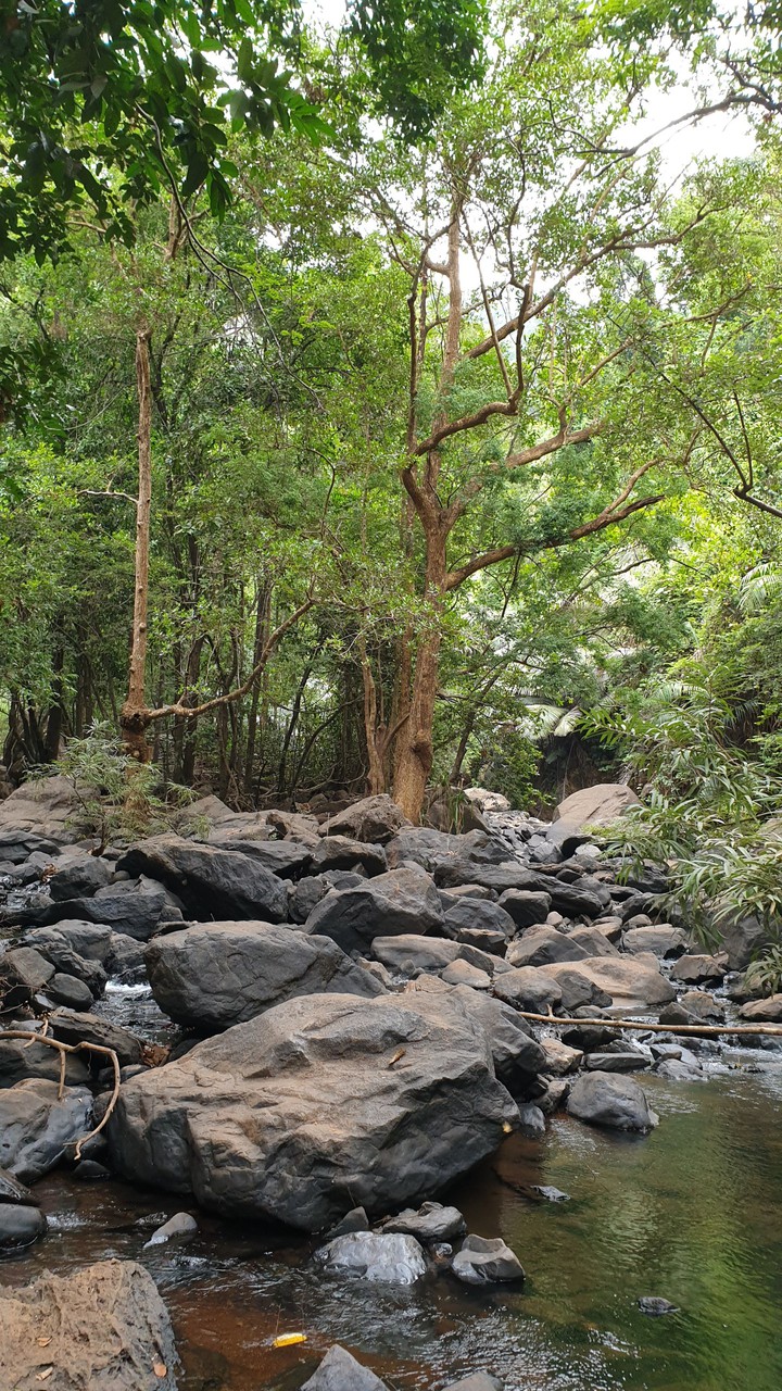 jungle pic @ goa