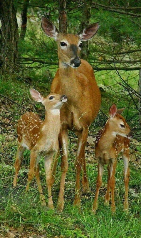 mammal, deer Hintergrundbilder