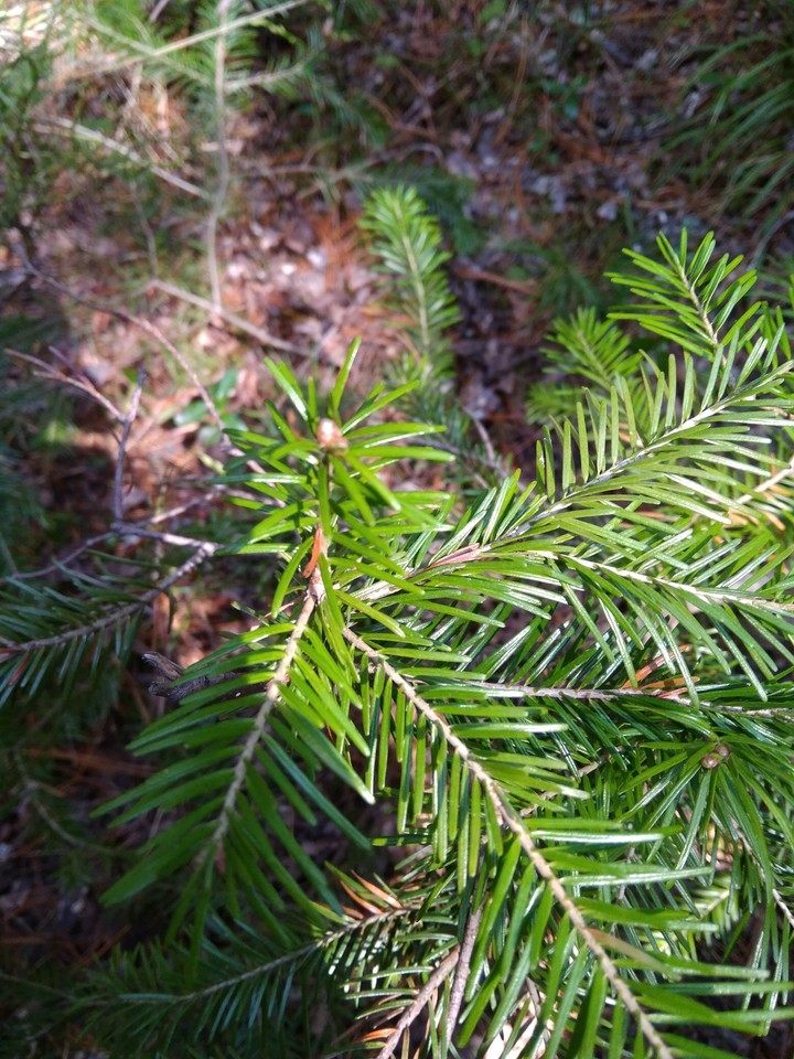 Needles of fir