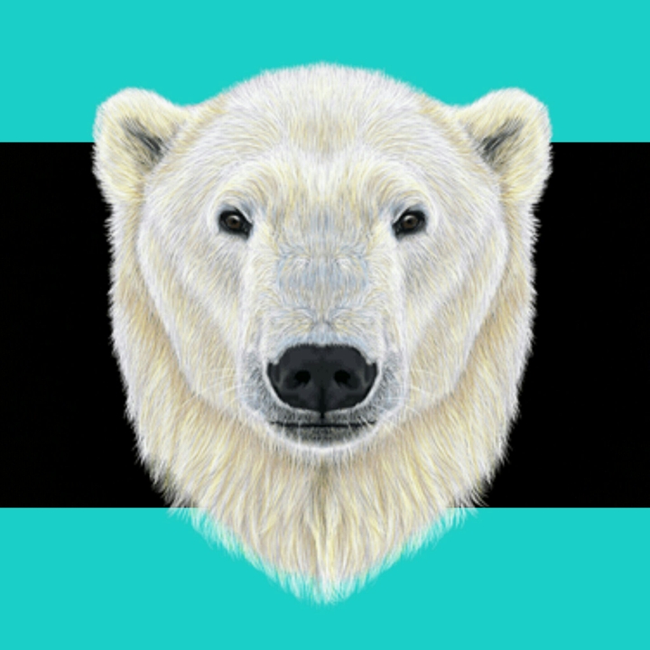 polarbear