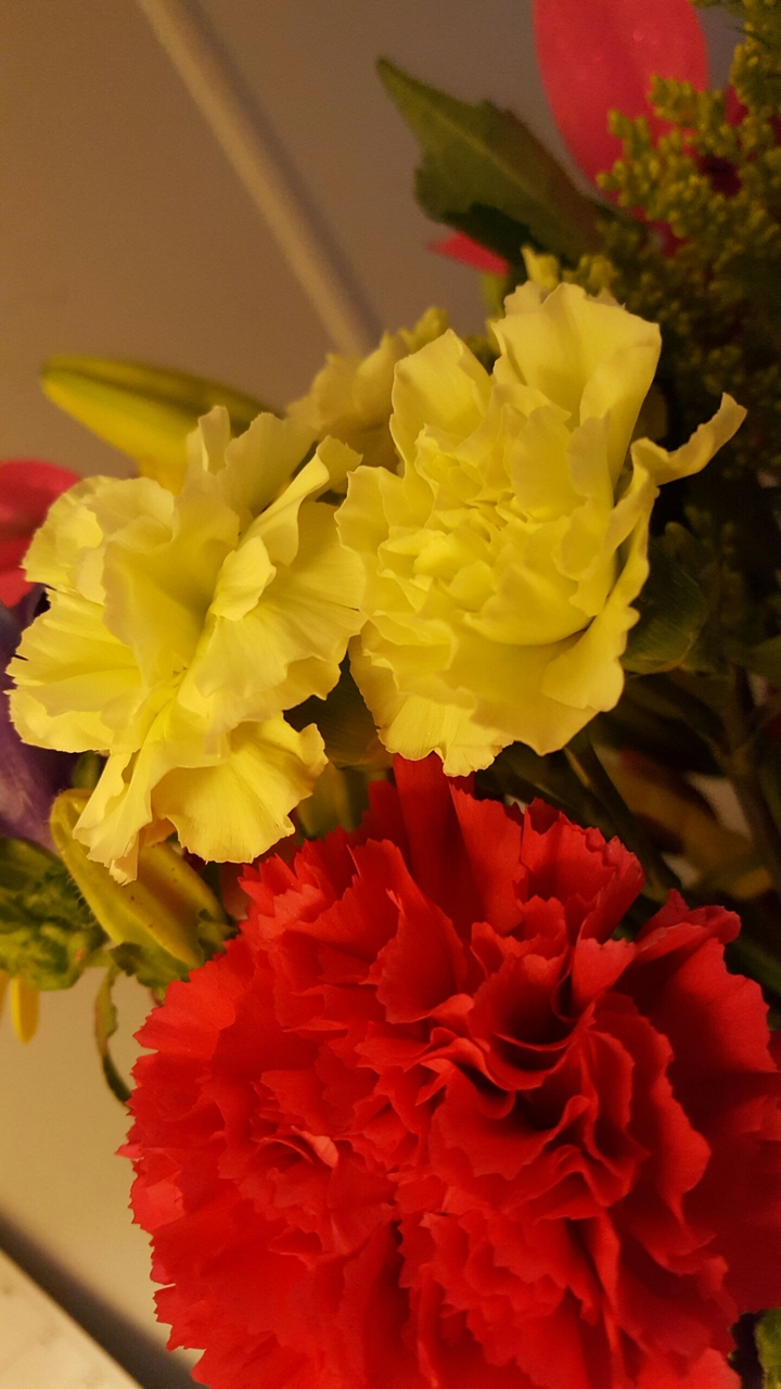 red and yellow carnations