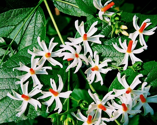 Flowers.
