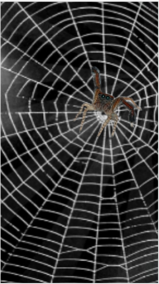 Паученло