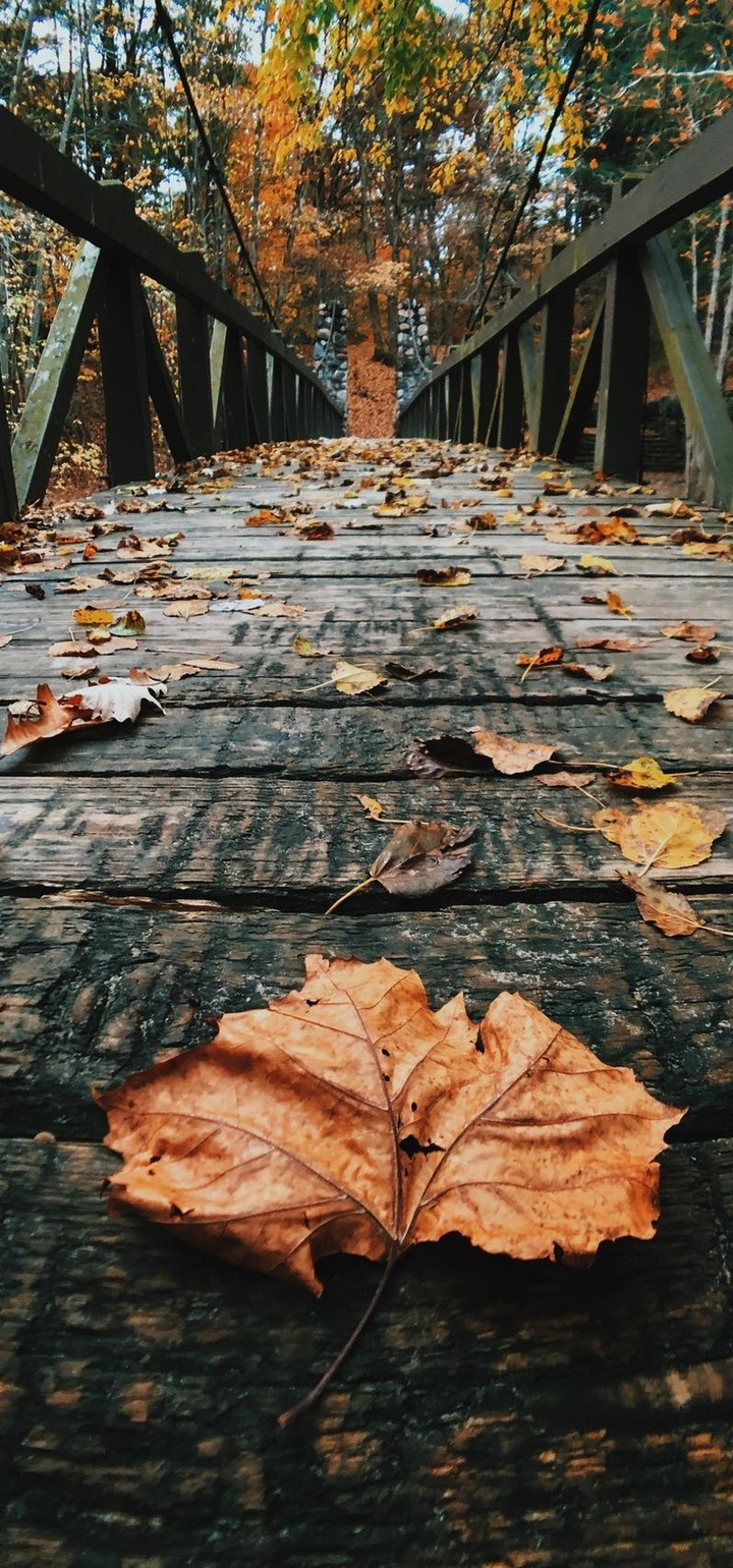 wallpaper