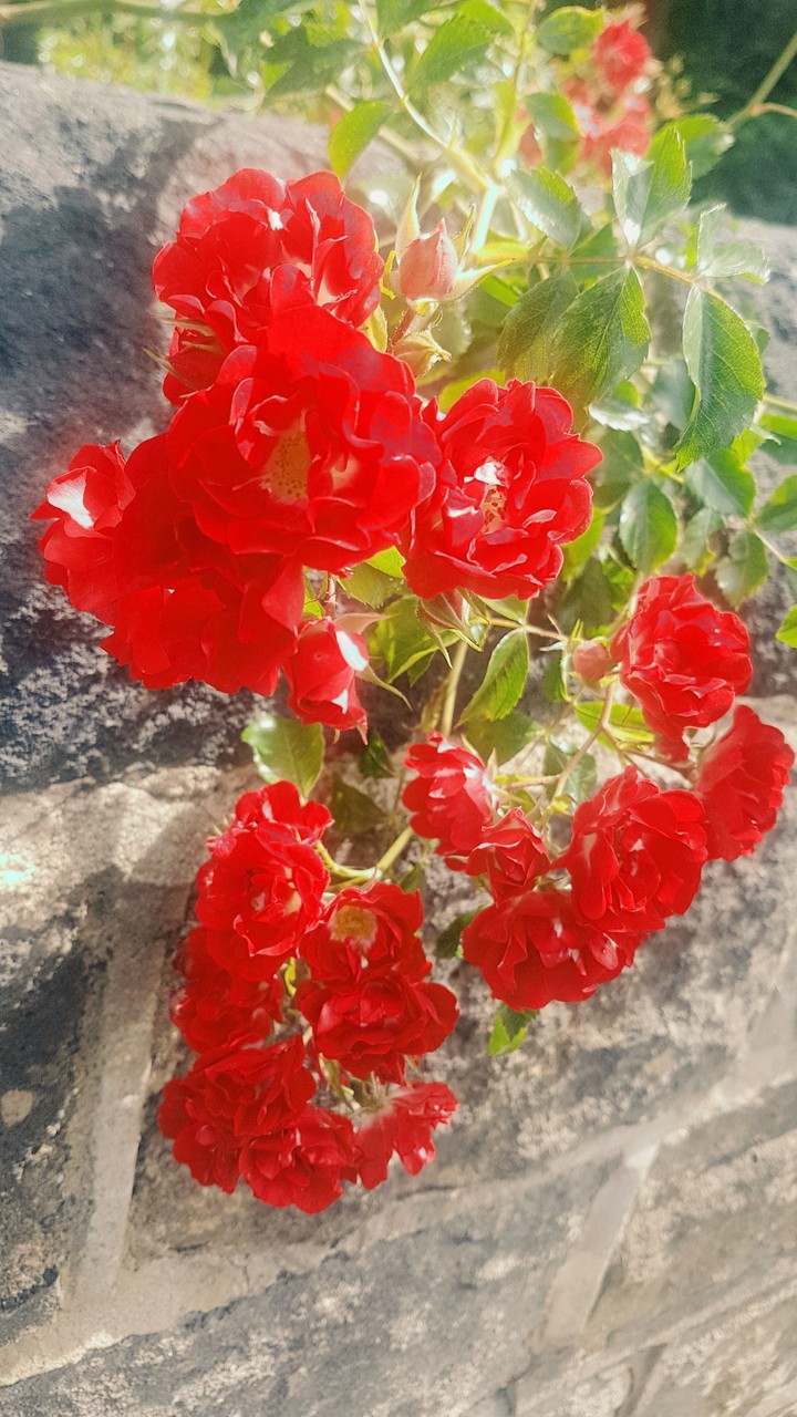 Roses
