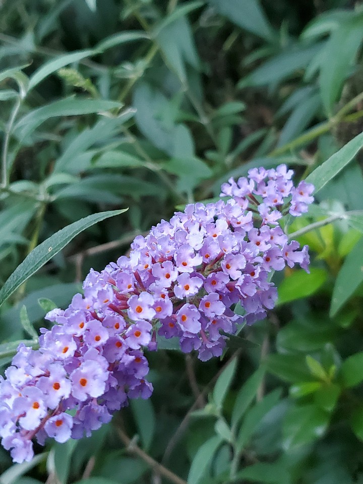 purple pea flowers