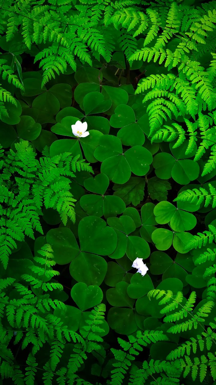 leaves