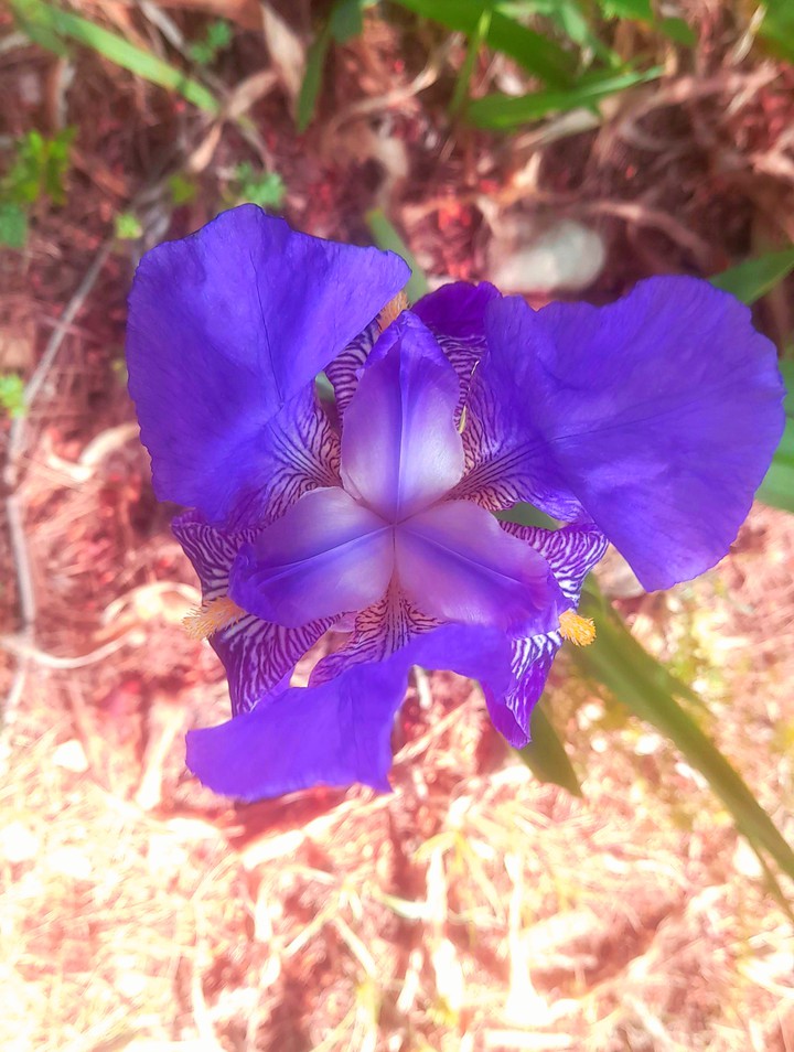 flower 3
