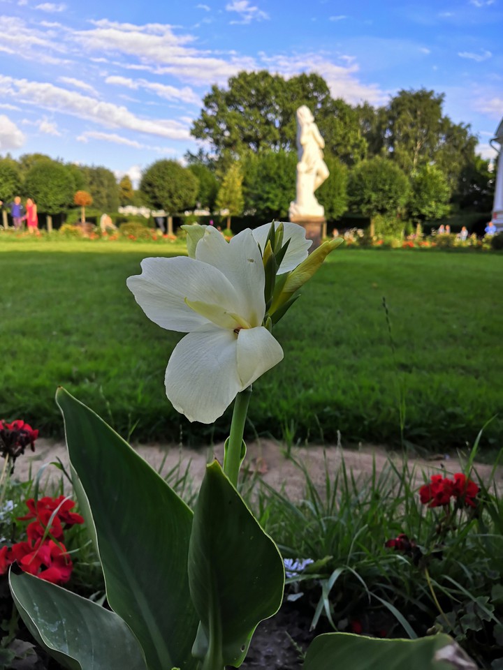 flower