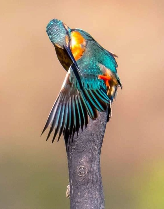 Kingfisher