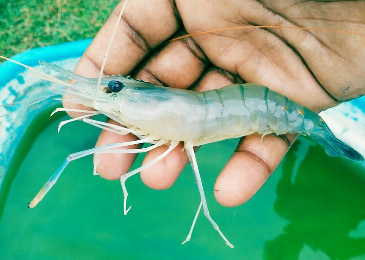 prawn