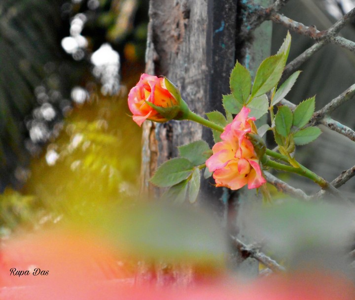 Rose