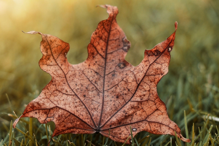 Autumn