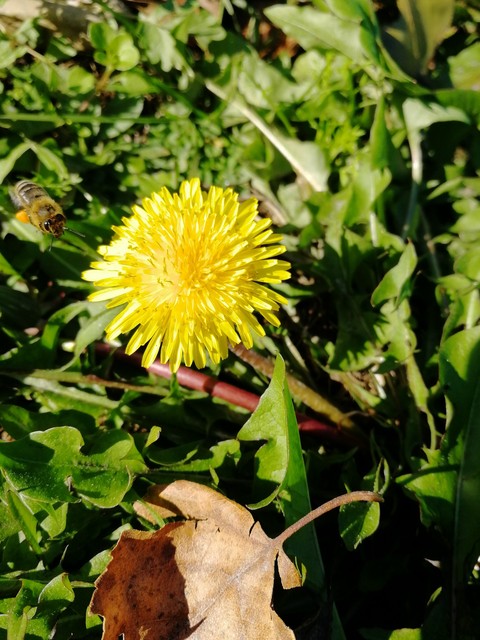 dandelion, 陆地植物壁纸