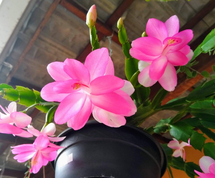 Flor-de-maio