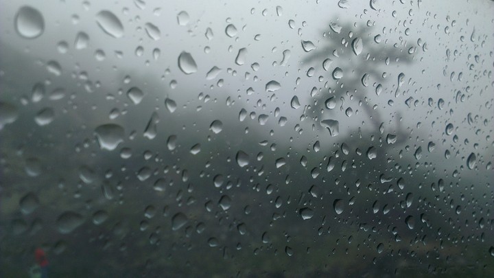 rainy tree