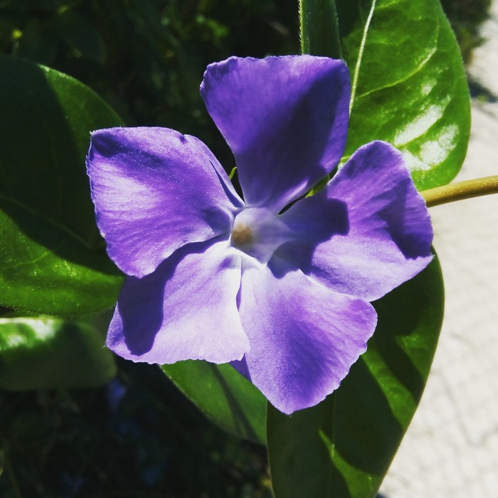 #flower