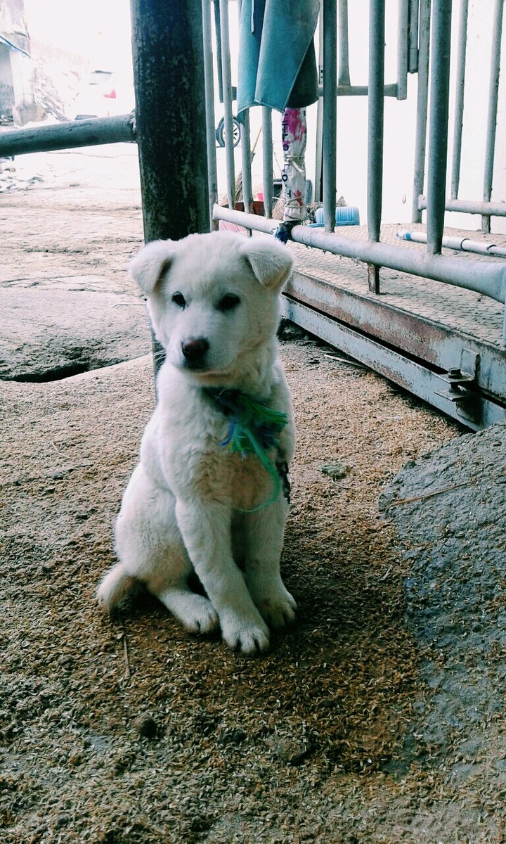 진돗개