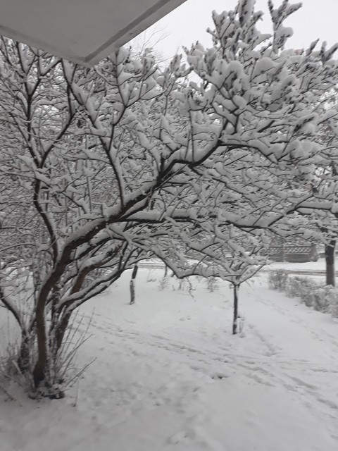 snow and ice cream