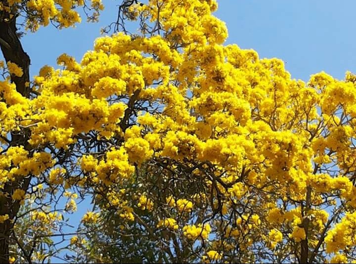 sunshine in the trees
