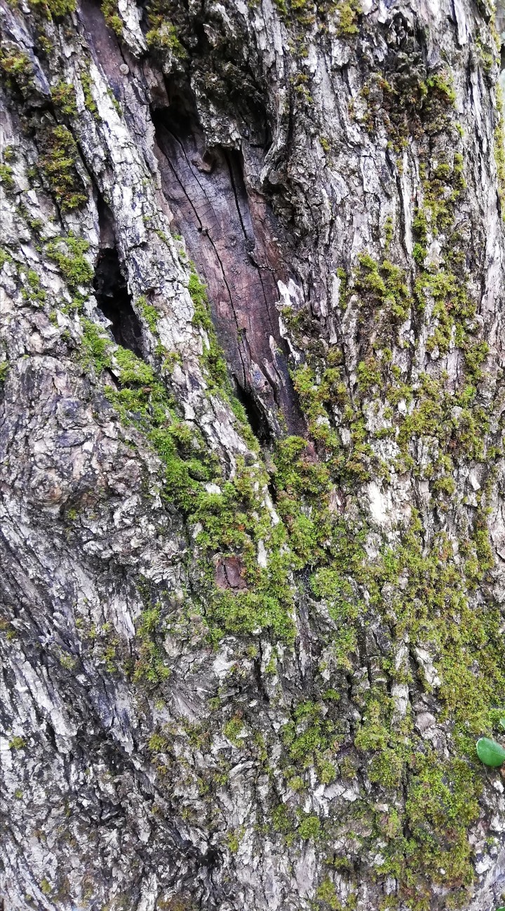 Tronco d'olivo