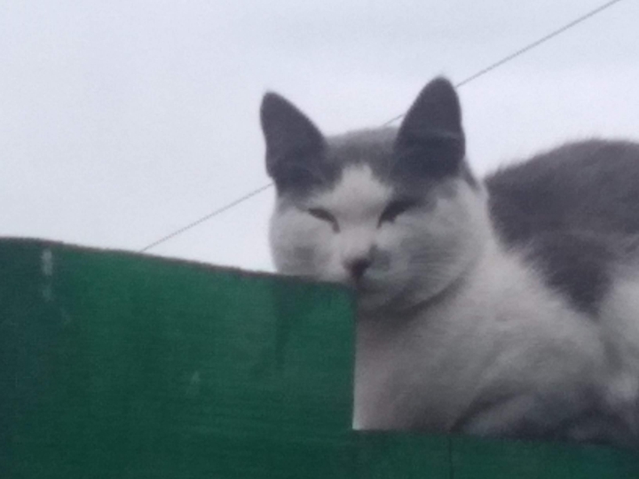 Вася