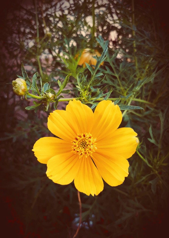 flowerss