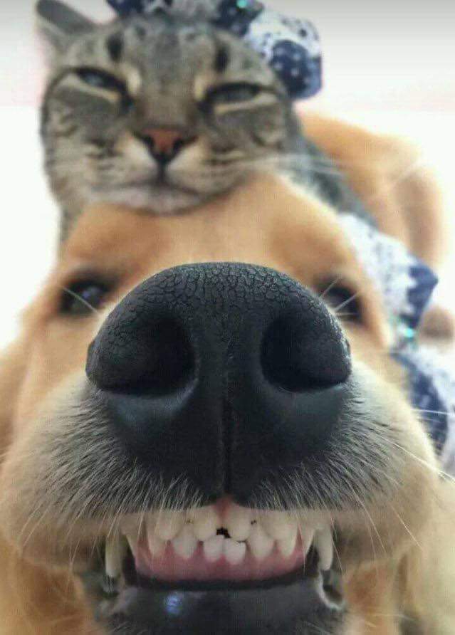 Cat and Dog