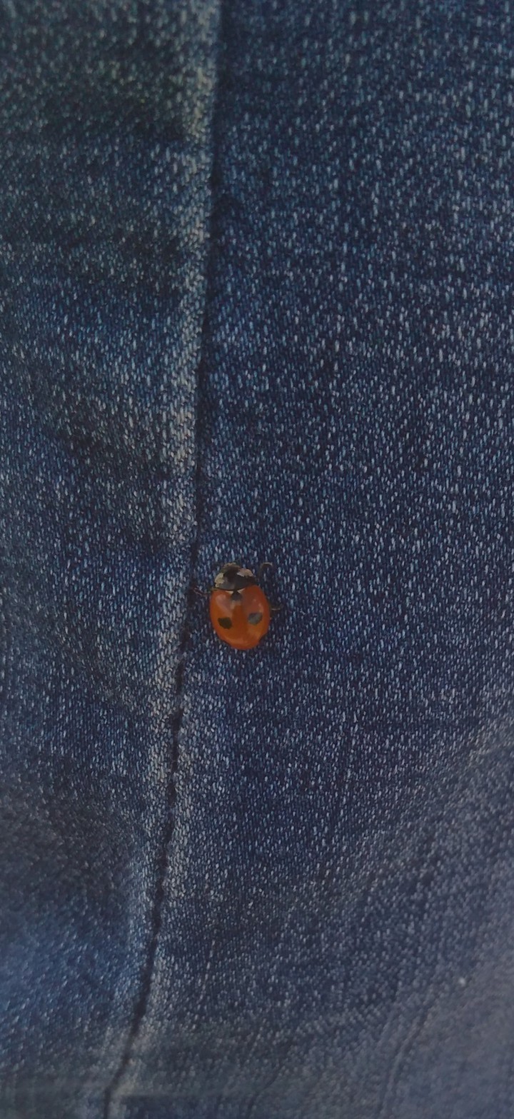 ladybug