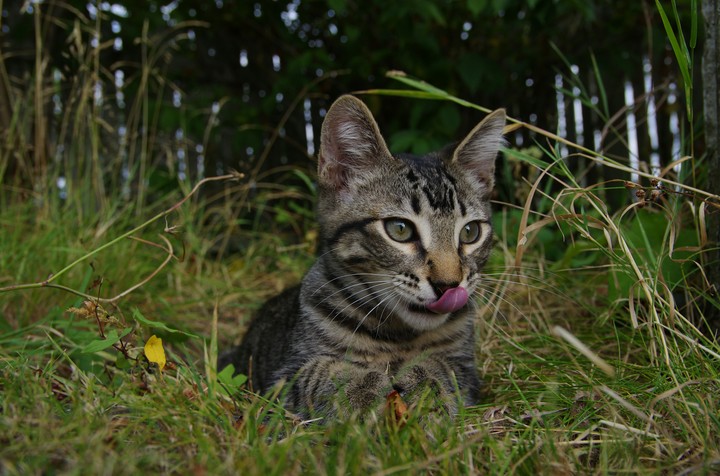 cat