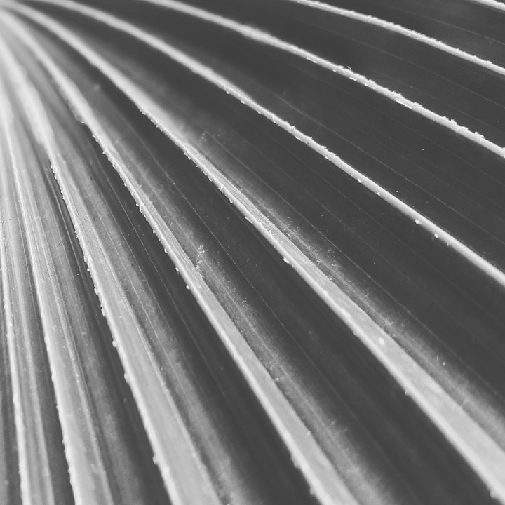 Monochrome