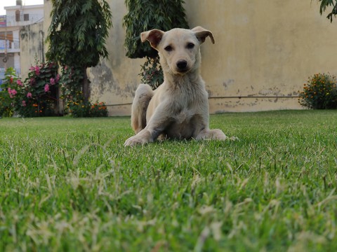 street dog