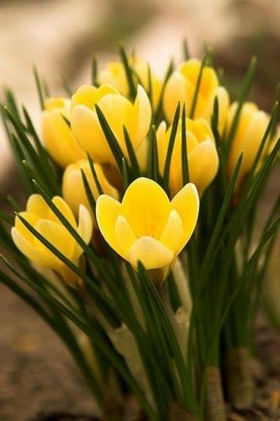 spring