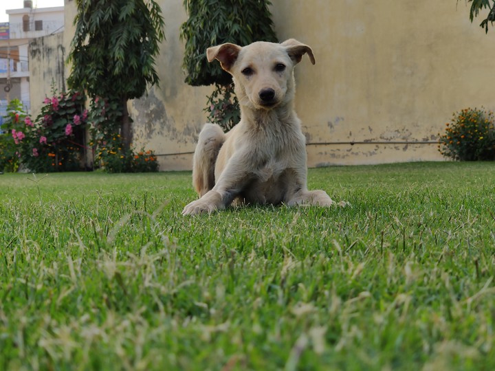 street dog