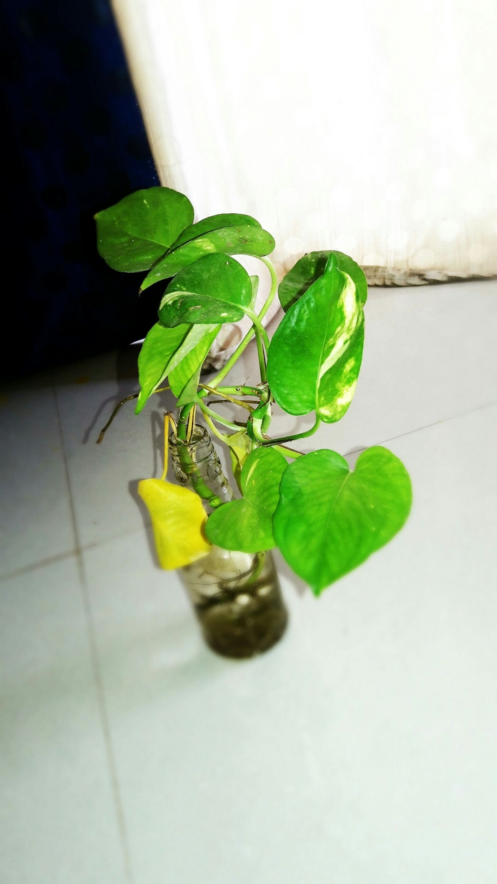 Money plant