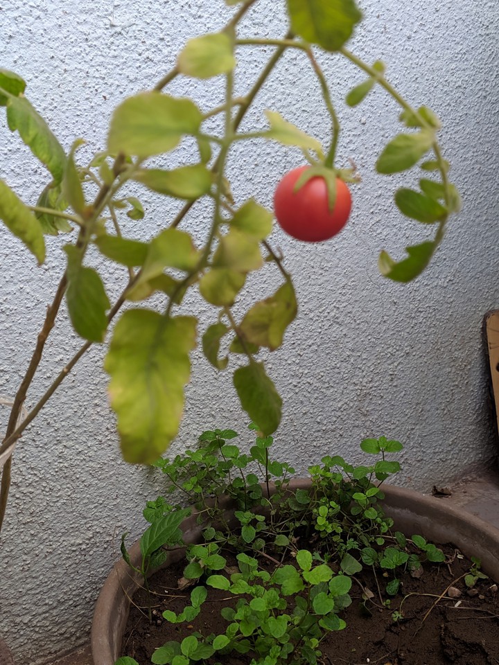 Tiny tomato