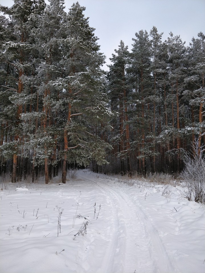 Зимний лес