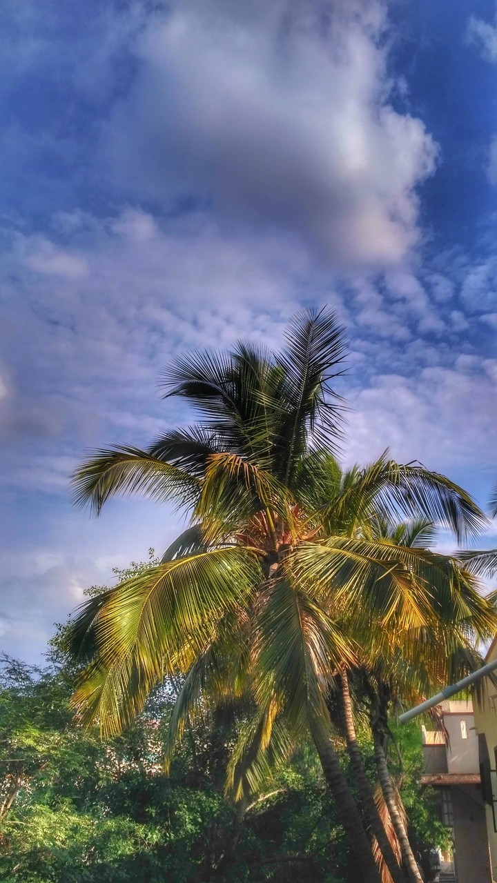 Coconut tree