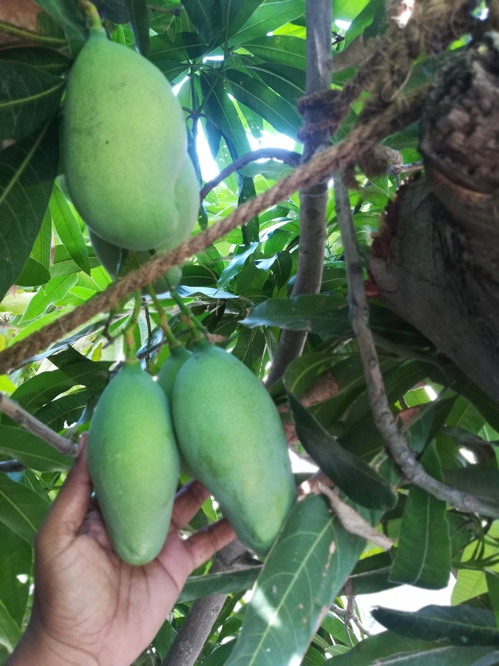 Mango