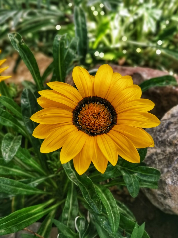 yellow