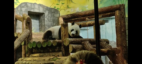 bored, 生物壁纸