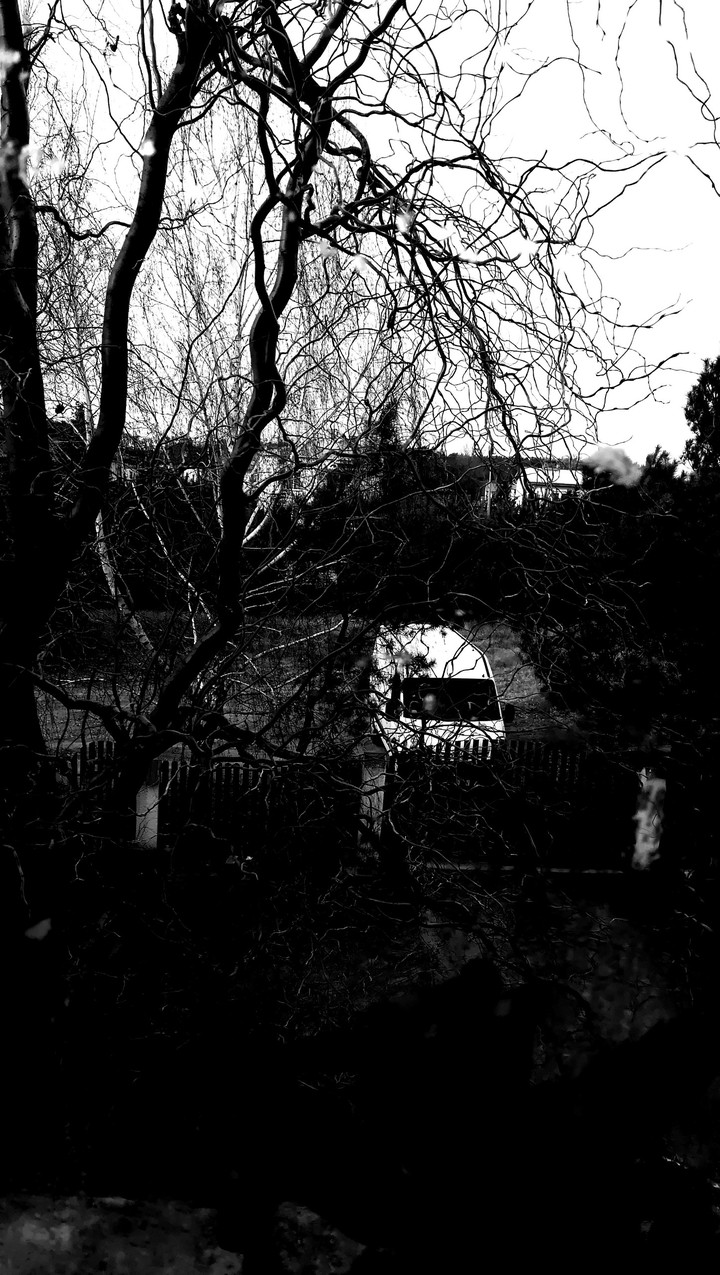 Forest and White BIG car