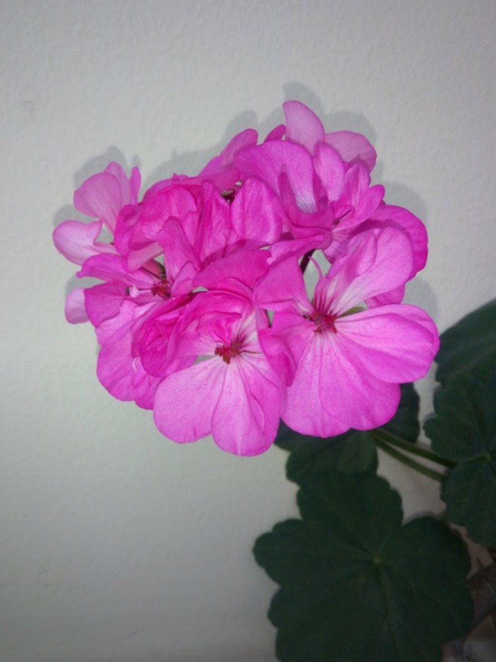 Flor