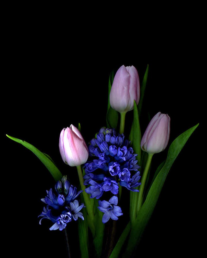 tulip & hyacinth