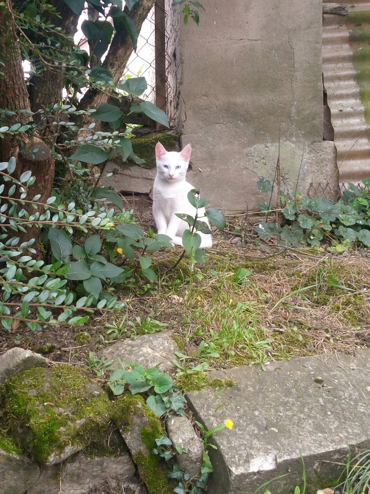 Cat 
