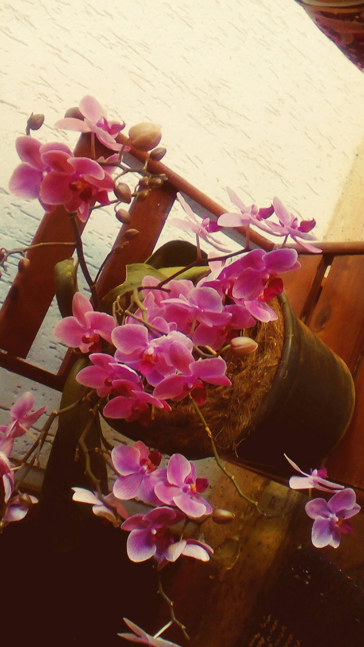 orquídeas