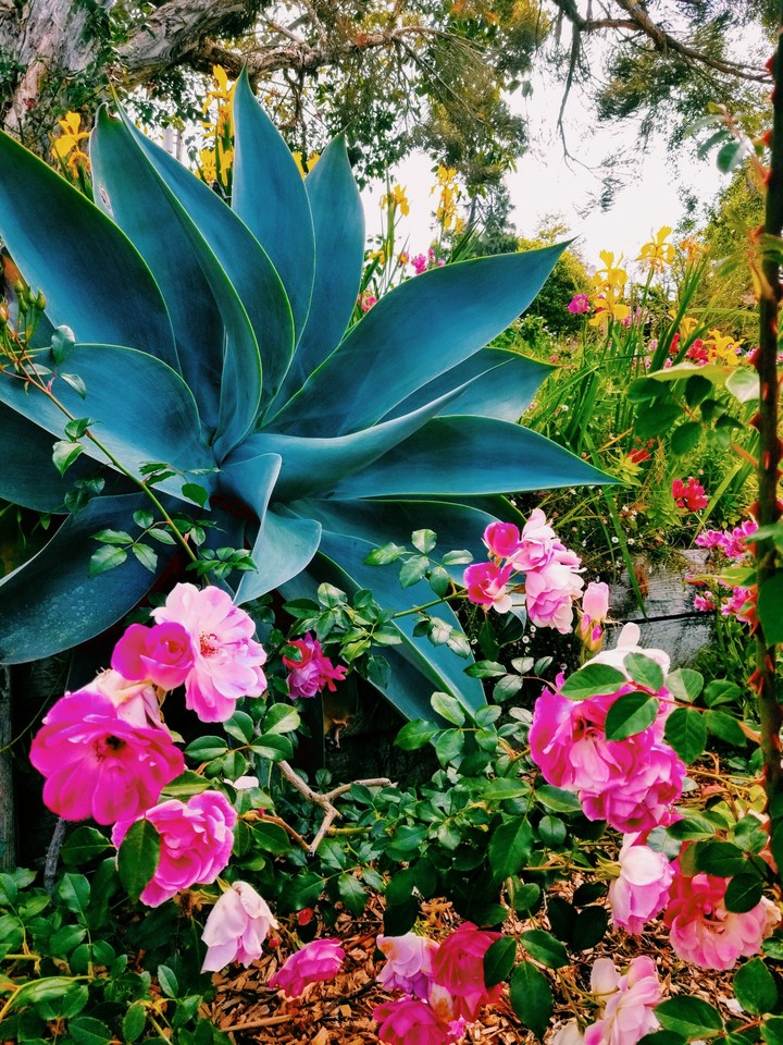 flowers