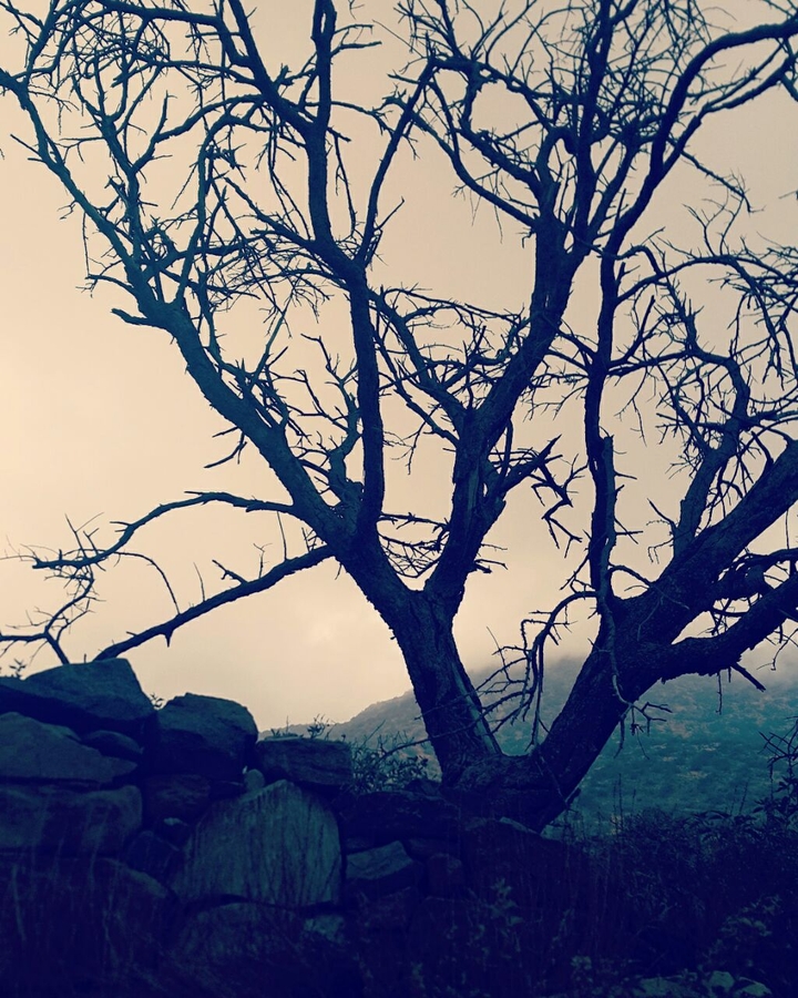 #taif #tree